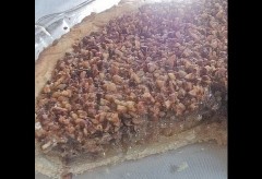 Easy Pecan Pie Recipe  -How to make southern pecan pie