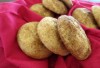 Snickerdoodle Recipe — The Frugal Chef